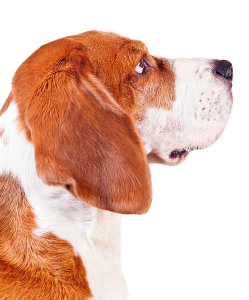 Beagle testa su bianco — Foto Stock