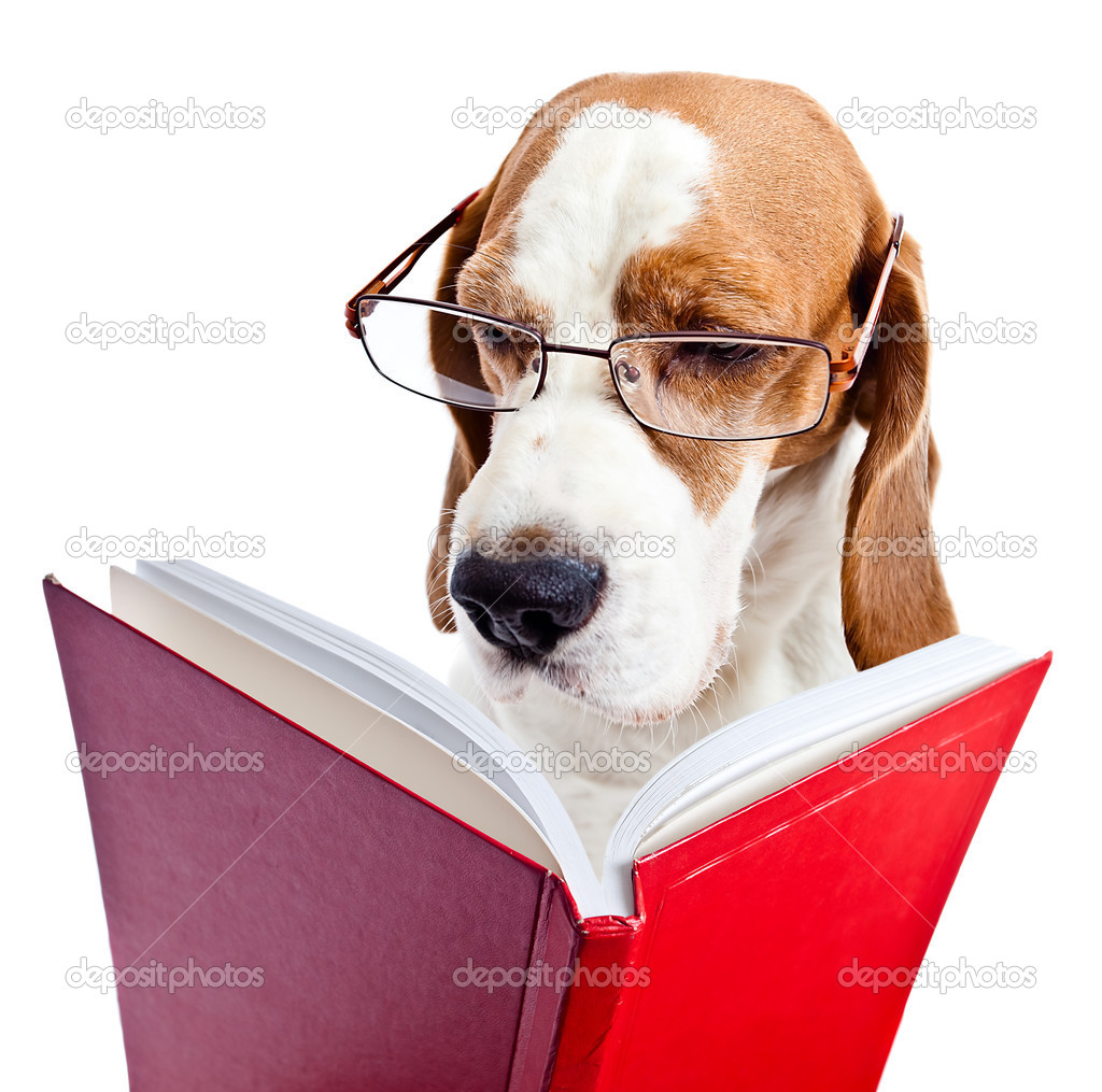 Hund in Brille liest das rote Buch Stockfotografie lizenzfreie Fotos