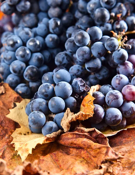 Traubenernte für die Weinherstellung — Stockfoto