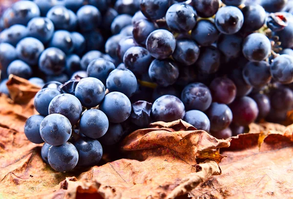 Culturas de uvas destinadas ao fabrico de vinhos — Fotografia de Stock