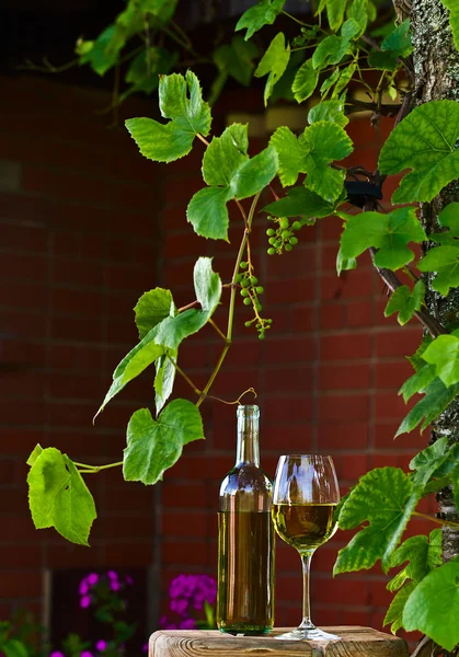 Vitt vin i vingården — Stockfoto