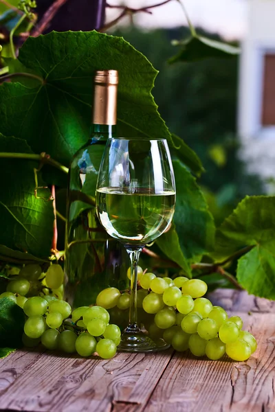 green grape and white wine in vineyard