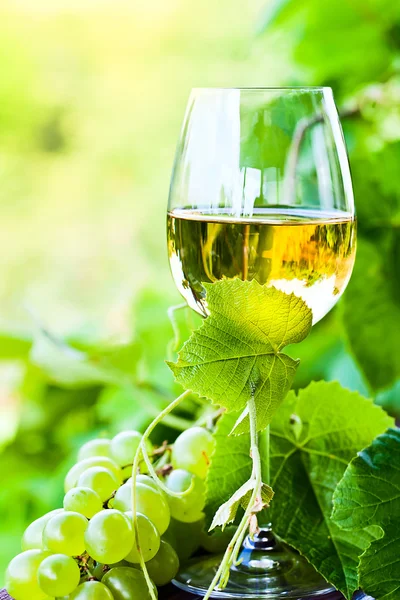 在葡萄园里的白葡萄酒 — 图库照片