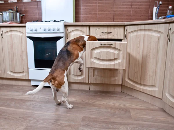 Hund i köket — Stockfoto