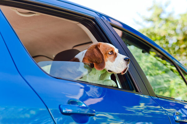   Путешествие в синем автомобиле
