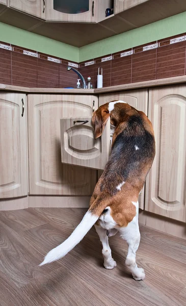 Cane in cucina — Foto Stock