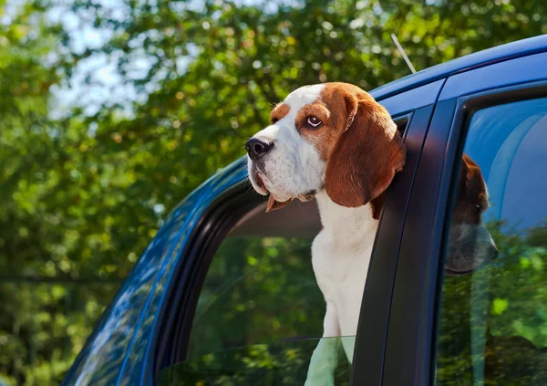 Travel in the blue car — Stock Photo, Image