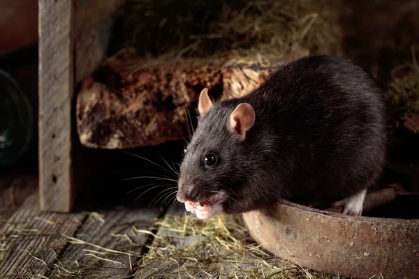 Mignon Rat Dans Une Vieille Grange Bois Avec Foin — Photo