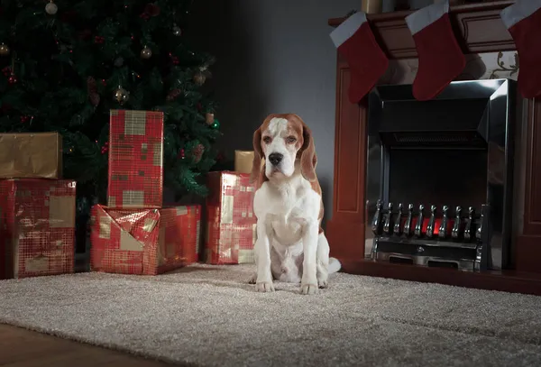 Der Beagle Bewacht Die Geschenke Weihnachtsbaum — Stockfoto