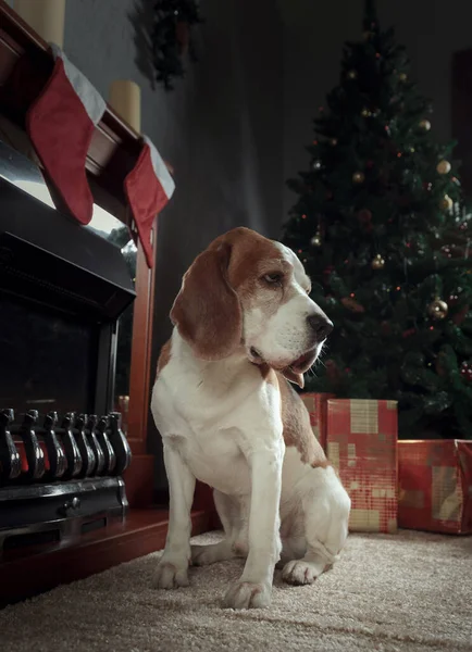 小猎犬守护着圣诞树旁的礼物 — 图库照片
