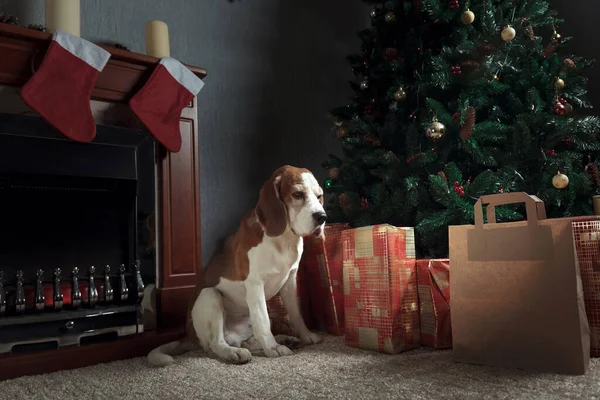 Der Beagle Bewacht Die Geschenke Weihnachtsbaum — Stockfoto