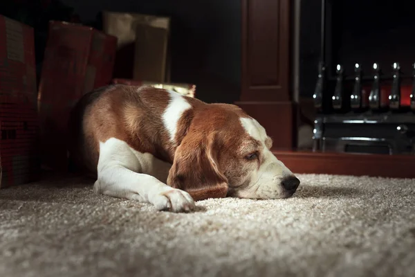 Beagle Strzeże Prezentów Pobliżu Choinki — Zdjęcie stockowe