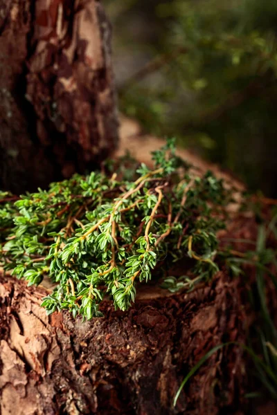 Ακαλλιέργητο Θυμάρι Ένα Κούτσουρο Στο Δάσος — Φωτογραφία Αρχείου