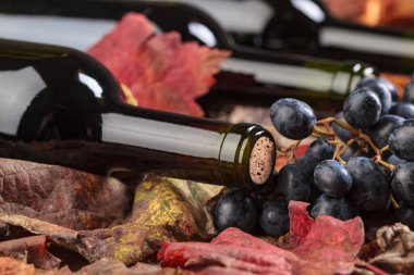 Kırmızı şarap şişeleri, üzüm ve kuru asma yaprağı .