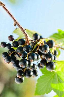 Olgun siyah frenk üzümü toplanmaya hazır. Bahçedeki bir dalda meyve suyu..
