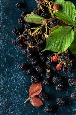 Koyu mavi renkli arka planda taze böğürtlen. Üst görünüm.