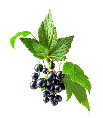 Beyaz arka planda yaprakları ve olgun meyveleri olan siyah frenk üzümü dalı..