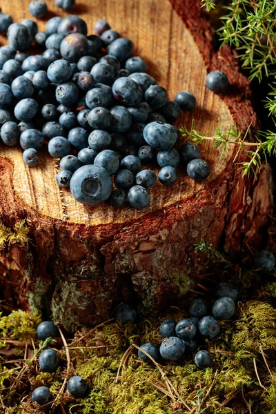 Arándanos Frescos Tocón Pino Bosque — Foto de Stock