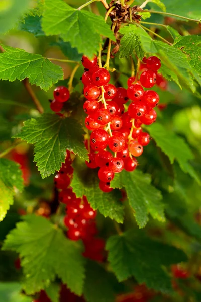 Reife Rote Johannisbeeren Liegen Zur Ernte Bereit Saftige Beeren Auf — Stockfoto