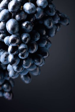 Siyah arka planda koyu mavi üzümler. Boşluğu kopyala.
