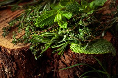 Ormandaki bir kütüğün üzerinde bitkisel olmayan bitkiler. Taze kekik, biberiye ve nane..