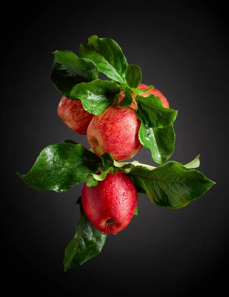 Four Juicy Apples Leaves Fresh Apples Drops Water Black Background — Stock Photo, Image