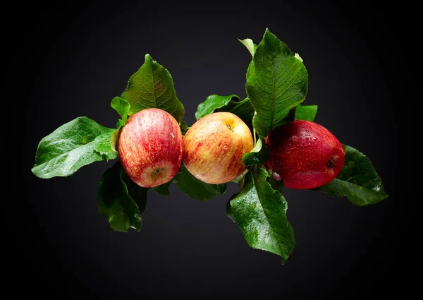 Three Juicy Apples Leaves Fresh Apples Drops Water Black Background — Stock Photo, Image