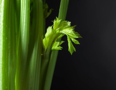 Taze kereviz siyah bir arka plan üzerinde sopa.