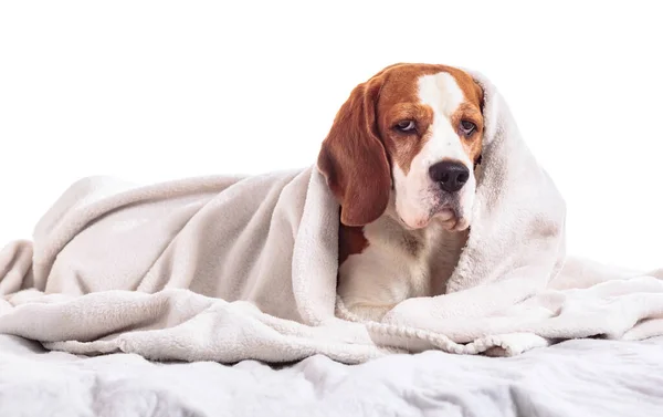 Cão Doente Encontra Sob Cobertor Branco Isolado Fundo Branco — Fotografia de Stock