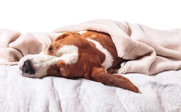 Cão Doente Encontra Sob Cobertor Branco Isolado Fundo Branco — Fotografia de Stock