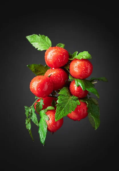 Fresh cherry tomatoes with leaves on a black background. Copy space.