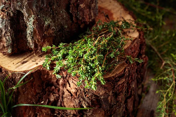 Ακαλλιέργητο Θυμάρι Ένα Κούτσουρο Στο Δάσος — Φωτογραφία Αρχείου