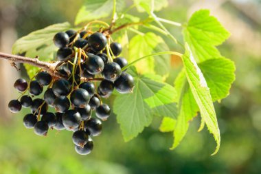 Olgun siyah frenk üzümü toplanmaya hazır. Bahçedeki bir dalda meyve suyu..