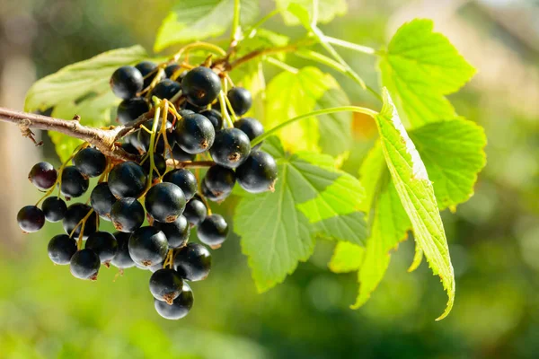 Olgun siyah frenk üzümü toplanmaya hazır. Bahçedeki bir dalda meyve suyu..