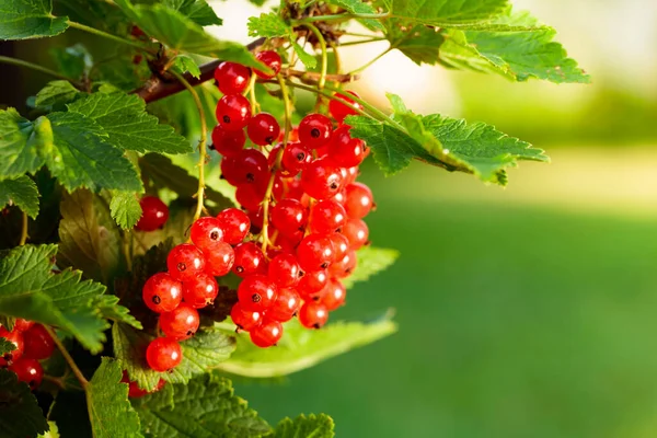 Reife Rote Johannisbeeren Liegen Zur Ernte Bereit Saftige Beeren Auf — Stockfoto