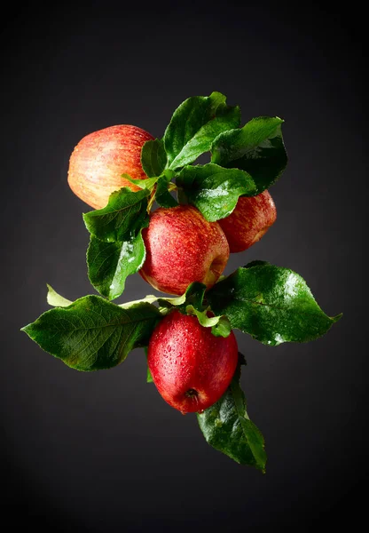 Soczyste Jabłka Liśćmi Świeże Jabłka Kroplami Wody Czarnym Tle — Zdjęcie stockowe