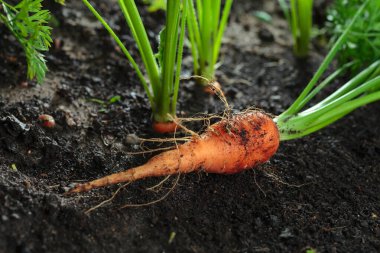 Yatakta taze taze bir havuç var..