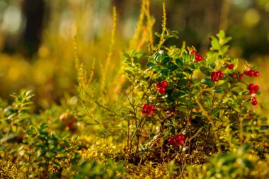 Kırmızı inek üzümü, yaban mersini ya da keklik üzümü. Ormanın doğal arka planı. Kuzey Avrupa, Amerika ve Rusya 'da büyüyen.
