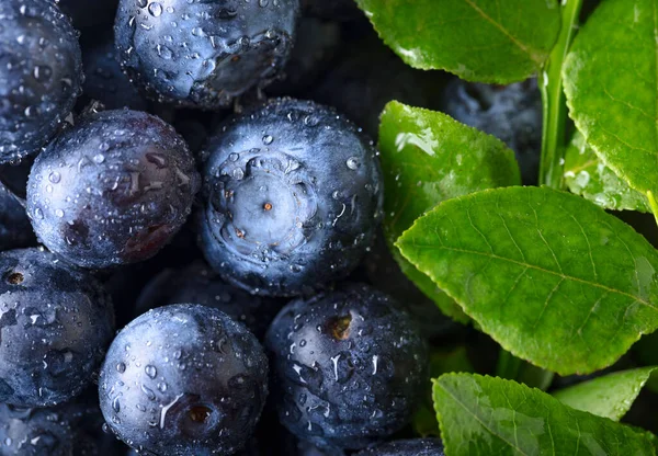 Ripe Juicy Fresh Picked Blueberries Top View — Stock Photo, Image