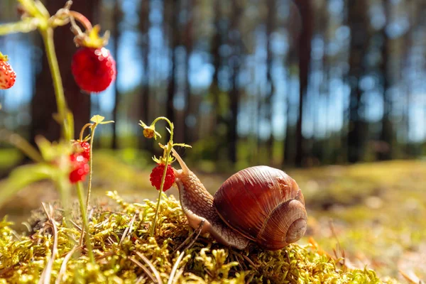 Stor Snigel Diskhon Kryper Till Jordgubbar Sommardag Skogen Selektivt Fokus — Stockfoto