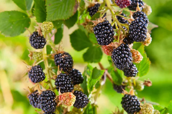 Reife Brombeeren Auf Einem Ast Garten — Stockfoto