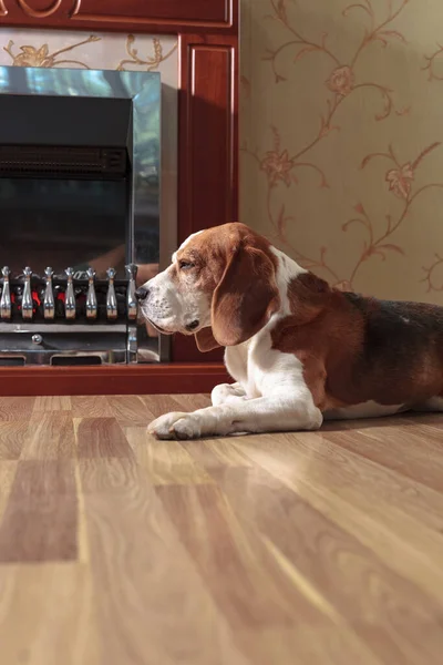 在温暖的壁炉边的地板上休息的小猎犬 复制空间 — 图库照片