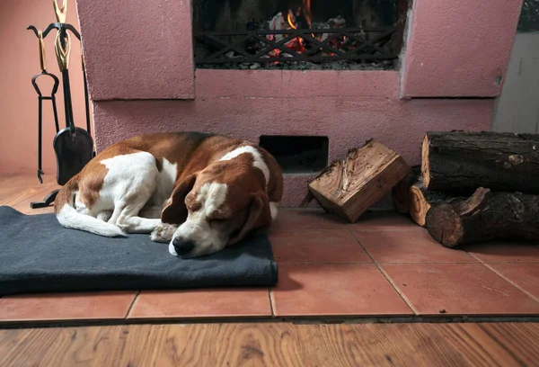 用燃烧的柴火在温暖的壁炉边睡着的小猎犬 — 图库照片