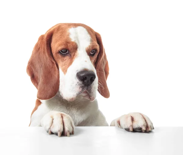 Testa Beagle Isolata Sfondo Bianco — Foto Stock