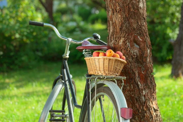 Basket of juicy ripe apricots on a bike in the garden.