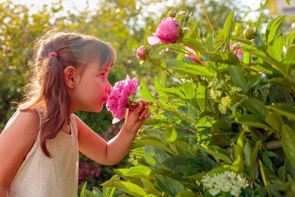 雨の後の庭で晴れた夏の日 香りの良いピンクのピオの香り幸せな小さな女の子 — ストック写真