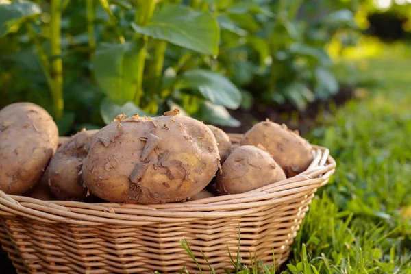 Doğal Sebze Taze Tarım Gıdası Yatağın Üstünde Çiğ Patates — Stok fotoğraf