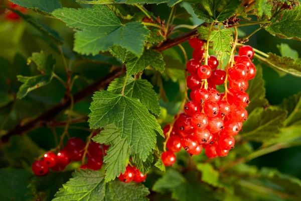 Reife Rote Johannisbeeren Liegen Zur Ernte Bereit Saftige Beeren Auf — Stockfoto