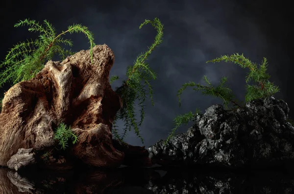 Juniper Branches Stone Old Driftwood Background Dark Cloudy Sky Copy — Foto Stock