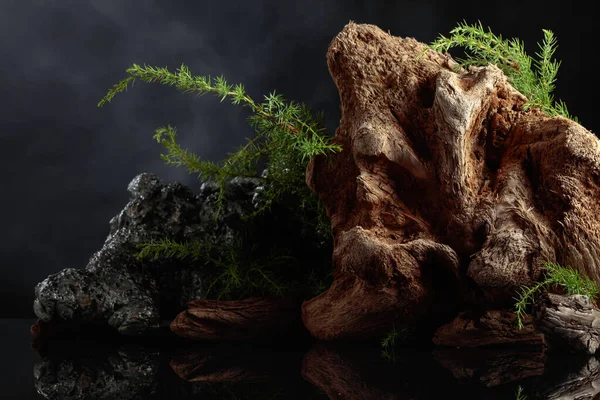 Juniper Branches Stone Old Driftwood Background Dark Cloudy Sky — Stock Photo, Image